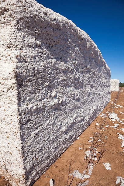 Image result for Loading Cotton Modules