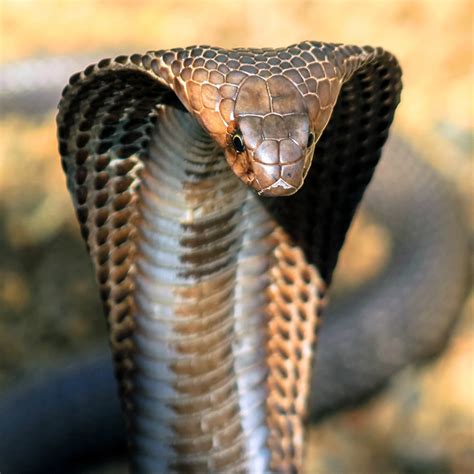 King Cobra Habitat