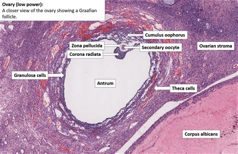 Ovary – Normal Histology – NUS Pathweb :: NUS Pathweb