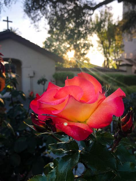 Mobile Phone Photography Ideas 的图像结果