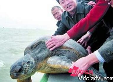 渔夫捕获海龟烹饪34人分食，19人中毒死亡其中9人是儿童_腾讯新闻