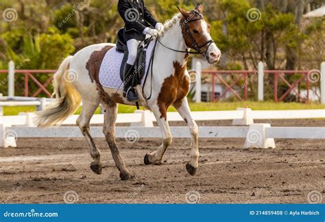 Dressage Competition Riders and Horses, Outdoors Show Stock Photo ...