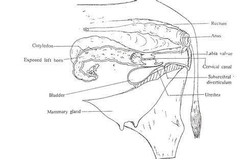 Female Reproductive System | Histology | Anjani Mishra