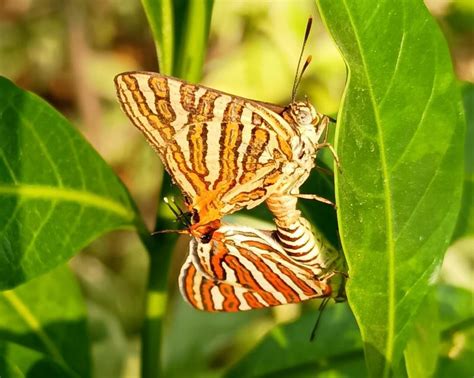 Cigaritis vulcanus vulcanus | Butterfly