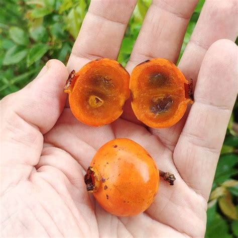 Muriri Fruit Plant (Mouriri guianensis ) – veliyathgardens