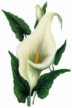 Calla Clipart by Calla Png Picture Gallery Yopriceville High Calla Clipart