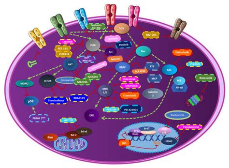 Combinatorial Therapies in Thyroid Cancer: An Overview of Preclinical ...