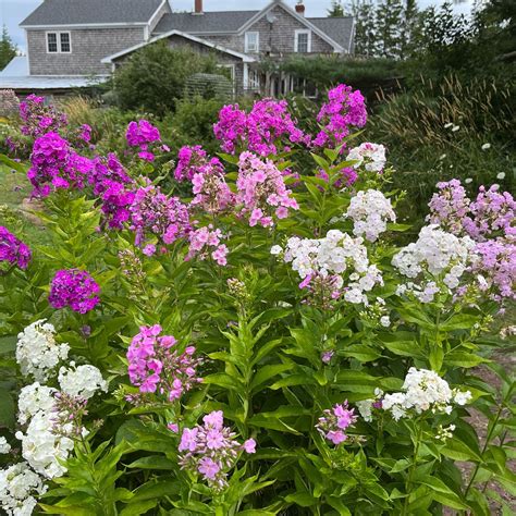 Tall Garden Phlox - 'Mosher Strain' – Revival Seeds
