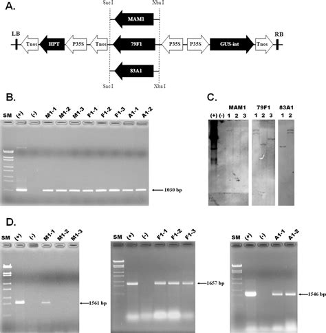 Pcdf Vector 的图像结果