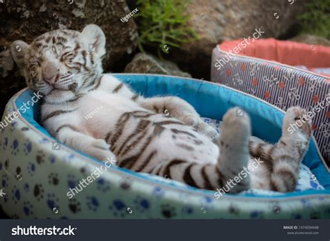 Cute Baby White Tiger Pictures 124 White Tiger Baby Stock Photos,