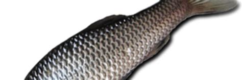 Риба чебачок амурський - Rivnefish