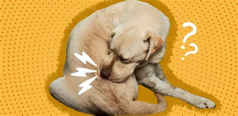 Why Do Dogs Chase Their Tail? | PURR