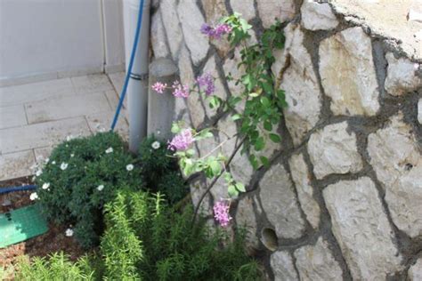 Leylak (Syringa sp.) - Page 7 - agaclar.net