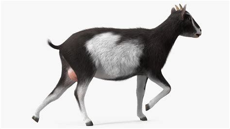 3D Walking Goat Black-White Fur model | 3D Molier International