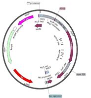 Dairy Microbiology | Official Website of ICAR-National Dairy Research ...