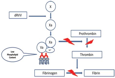 Laboratory Testing for Lupus Anticoagulants :: Transasia Bio-Medicals