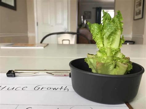 Image result for Environmental Science Experiments