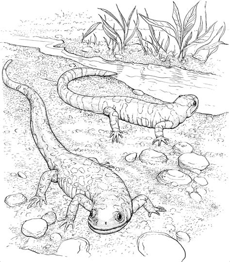 Coloring Pages For Adults Printable Lizzard