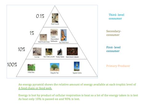 Energy Pyramid