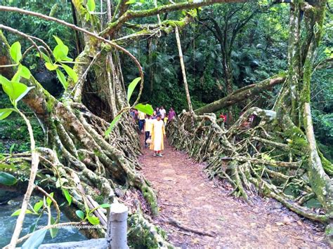The one and only Living Root Bridge in Meghalaya, India - The Revolving Compass