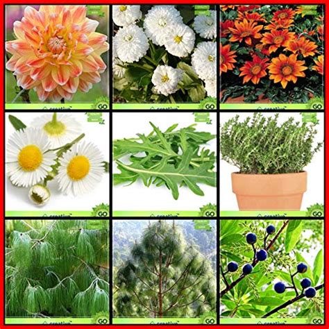 Creative Farmer Seeds Garden Combo Flower Seeds & Tree Seeds : Rudraksh ...