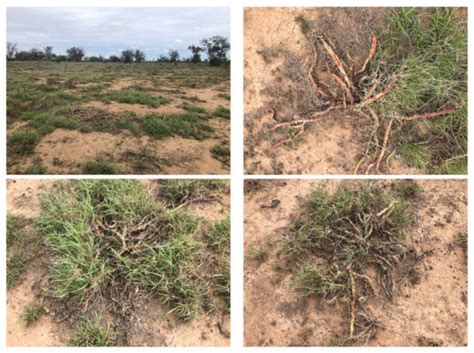 Robotic Spot Spraying of Harrisia Cactus (Harrisia martinii) in Grazing ...