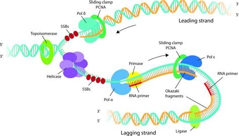 CMOS Electronic DNA Replication 的图像结果