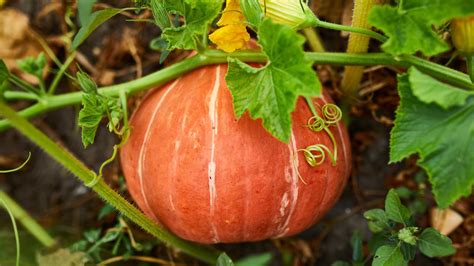 Calabaza En In English at Carolyn Bey blog