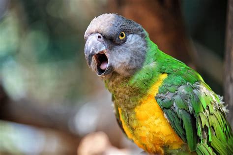 Birds_Adopt | Prani