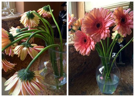 How To Look After Gerberas For Longerlasting Blooms