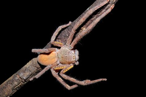 Giant Huntsman Spider Bite Exploring Huntsman Spiders: An Iconic