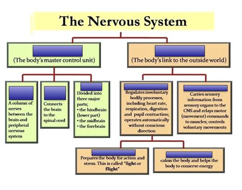 Nervous System Flow Chart Quiz