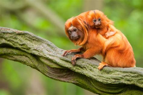 Golden Lion Tamarin Habitat - Facts about Golden Lion Tamarins