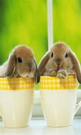 Image result for Bunny in a Cup