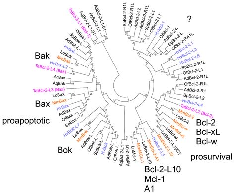 Metazoans and Intrinsic Apoptosis: An Evolutionary Analysis of the Bcl ...