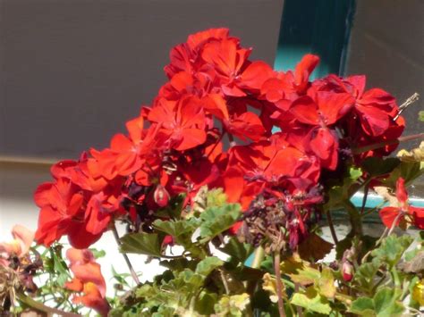 Are Geraniums Annual Or Perennial - How Long Do Geraniums Live ...