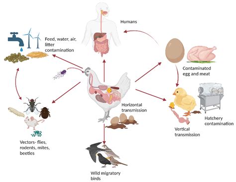 Salmonella Infection in Poultry: A Review on the Pathogen and Control ...