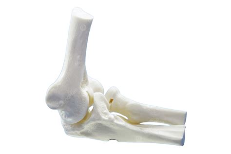 Anatomy Model From Human Elbow Wrist Heal Anatomy, Wrist, Joint, Anatomy PNG Transparent Image ...