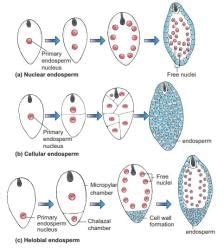 Post-Fertilisation Structures and Events - Biology Class 12 - NEET PDF ...