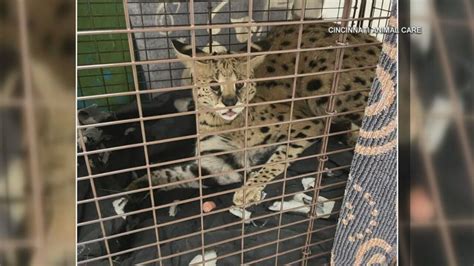 Image result for Python Snakes Eating Cats