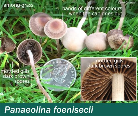 Panaeolina Foenisecii