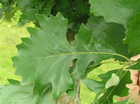 What Did Oak Leaves Stand For at James Ivery blog