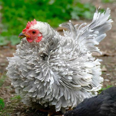Exotic Chicken Breeds
