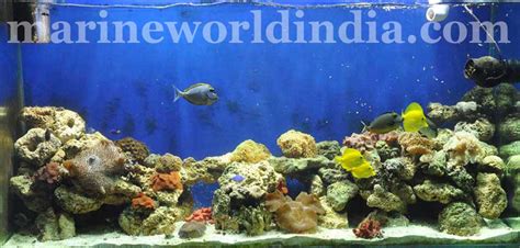 marine reef aquarium setup | salt water aquarium manufacturer ...