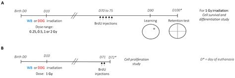 Targeted Dorsal Dentate Gyrus or Whole Brain Irradiation in Juvenile ...