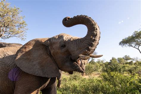 How Many Muscles are in an Elephant'S Trunk