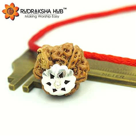 7 Mukhi Rudraksha – Rudraksha Hub
