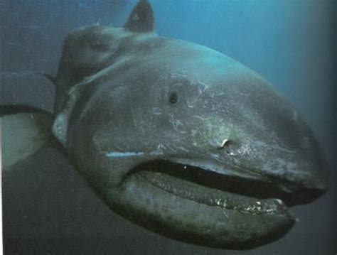 英国度假海湾惊现神秘深海鲨 圆眼大睁模样呆萌--图片频道--人民网