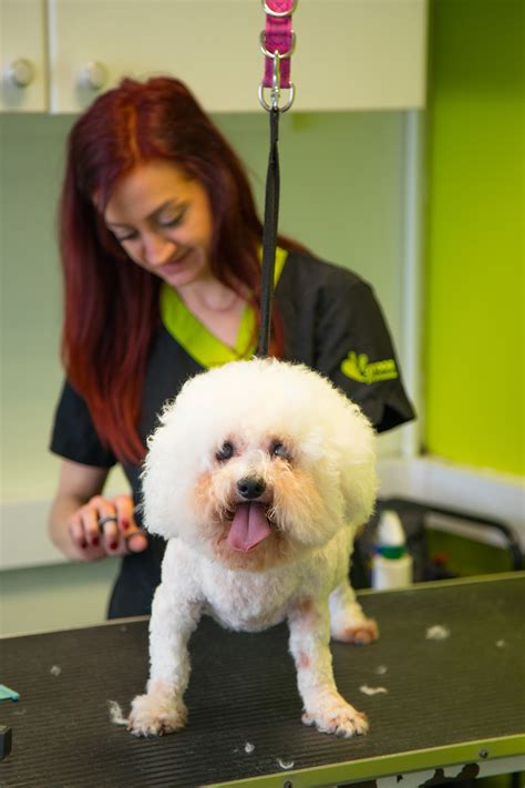 Dog Grooming Bristol | Dog Spa Wash Yate Chipping Sodbury from Bubbles ...