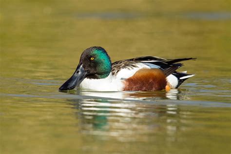 Northern Shoveler — Eastside Audubon Society